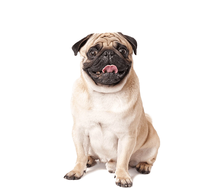 A pug with its tongue out, representing veterinary digital marketing.